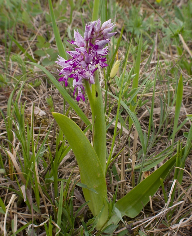 vstavač vojenský Orchis militaris L.