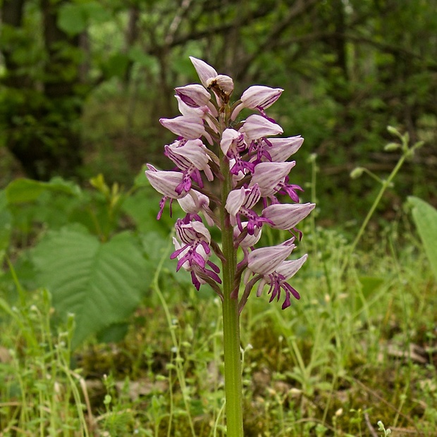 vstavač vojenský Orchis militaris L.