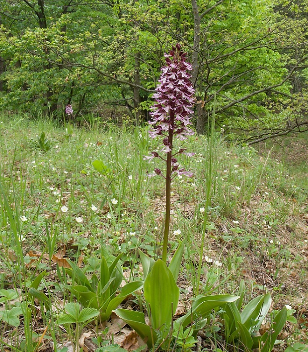 vstavač purpurový Orchis purpurea Huds.