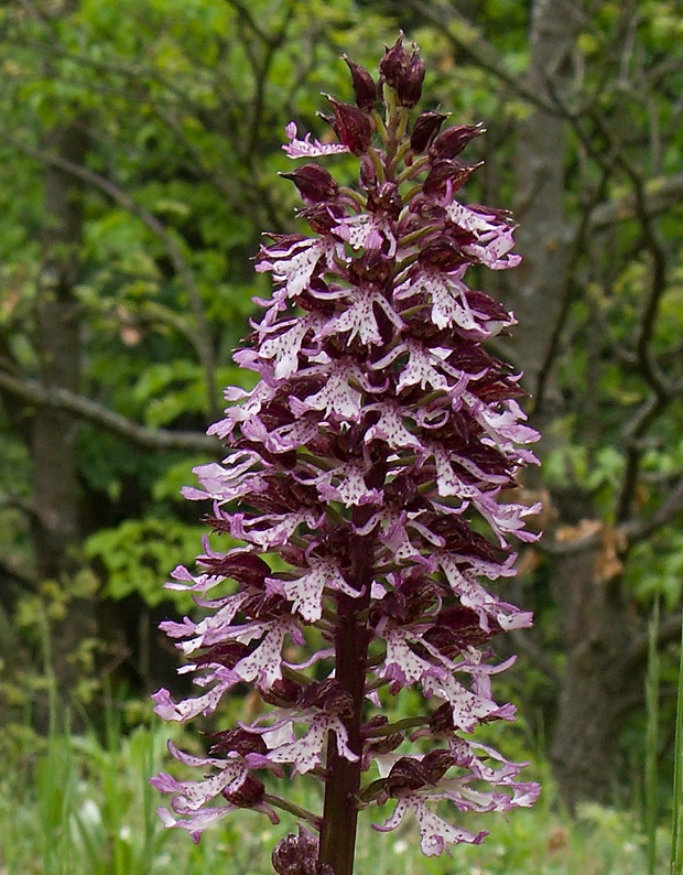 vstavač purpurový Orchis purpurea Huds.