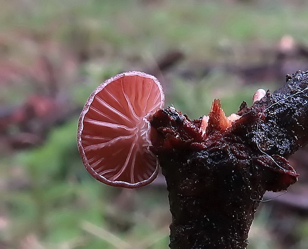 pňovka fialovohnedá Panellus violaceofulvus (Batsch) Singer