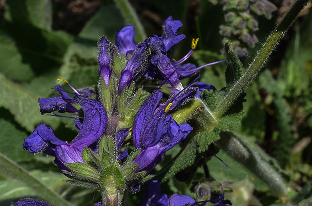 šalvia lúčna Salvia pratensis L.