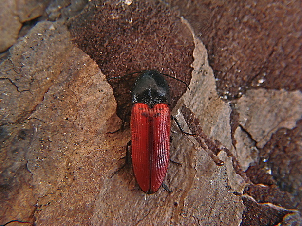 kováčik krvavý / kovařík krvavý Ampedus sanguineus Linnaeus, 1758