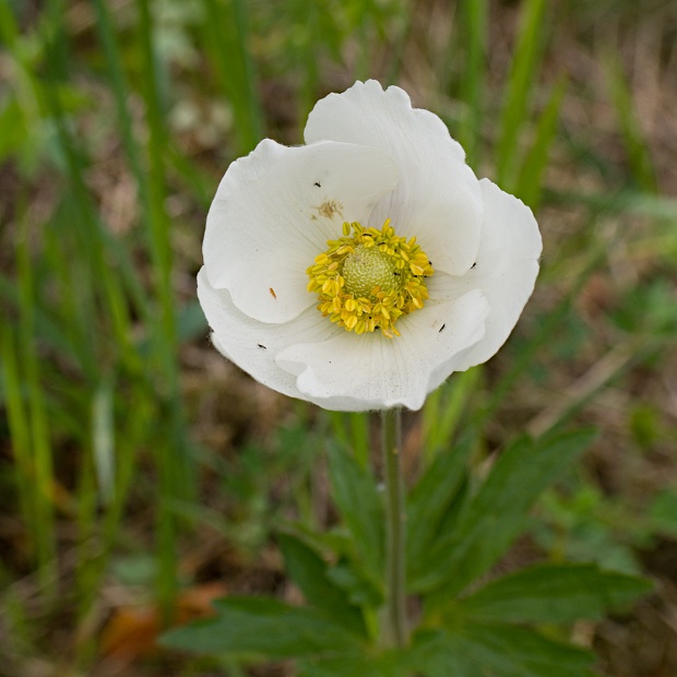 veternica lesná Anemone sylvestris L.