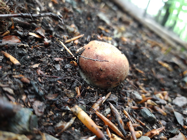 hríb sosnový Boletus pinophilus Pil. et Dermek in Pil.