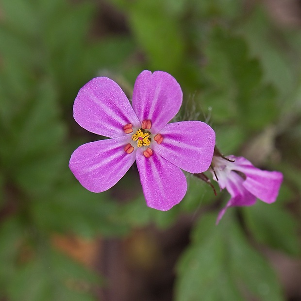 pakost smradľavý Geranium robertianum L.