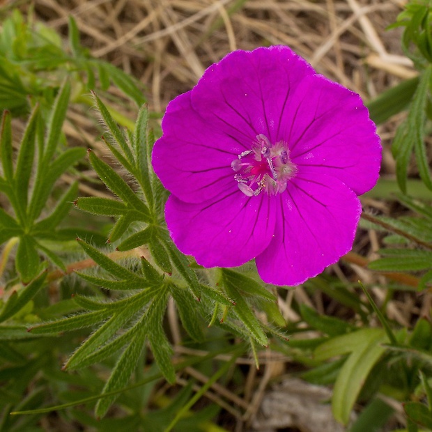 pakost krvavý Geranium sanguineum L.