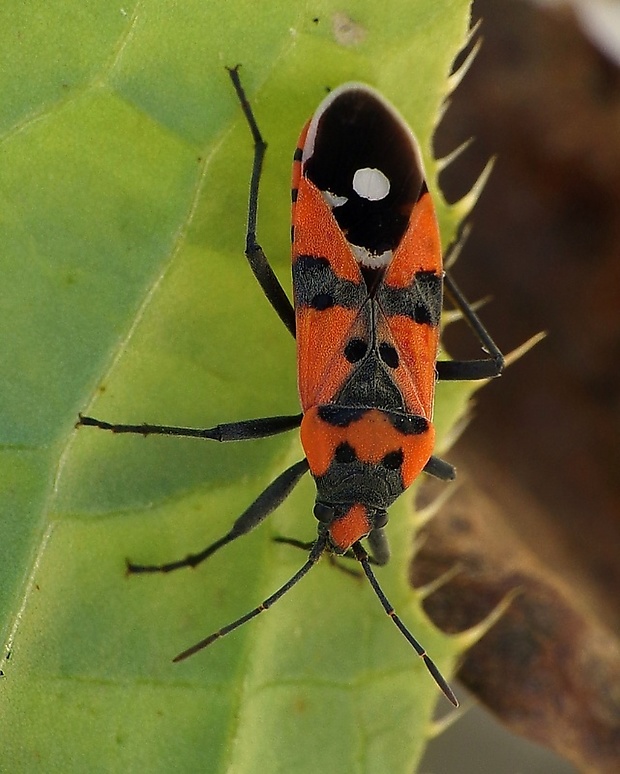 behavka pestrá Lygaeus equestris