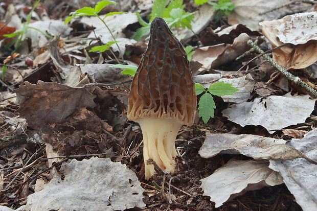 smrčok Morchella sp.