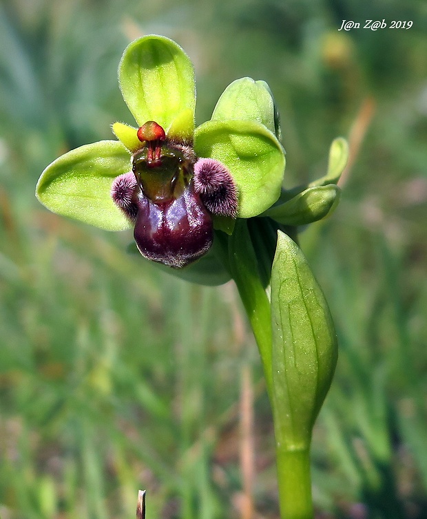 hmyzovník Ophrys bombyliflora Link