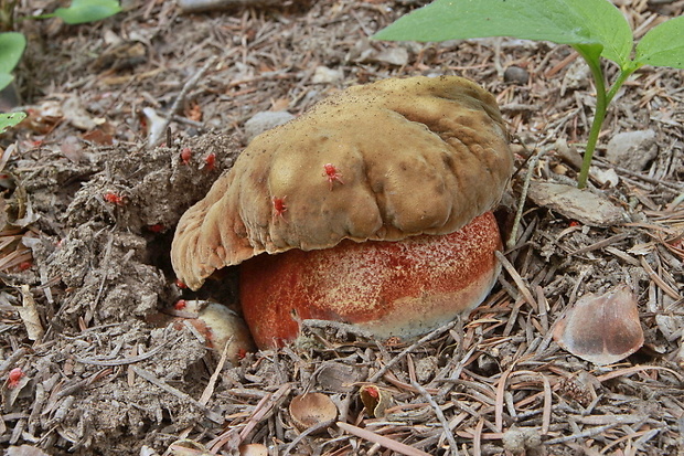 hríb zrnitohlúbikový Sutorius luridiformis (Rostk.) G. Wu & Zhu L. Yang