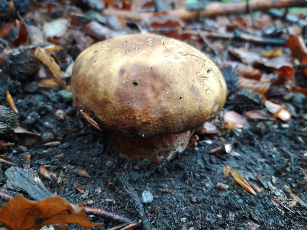 hríb zrnitohlúbikový Sutorius luridiformis (Rostk.) G. Wu & Zhu L. Yang