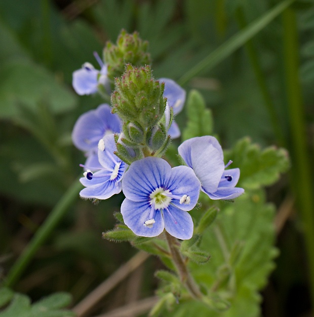 veronika Veronica sp.