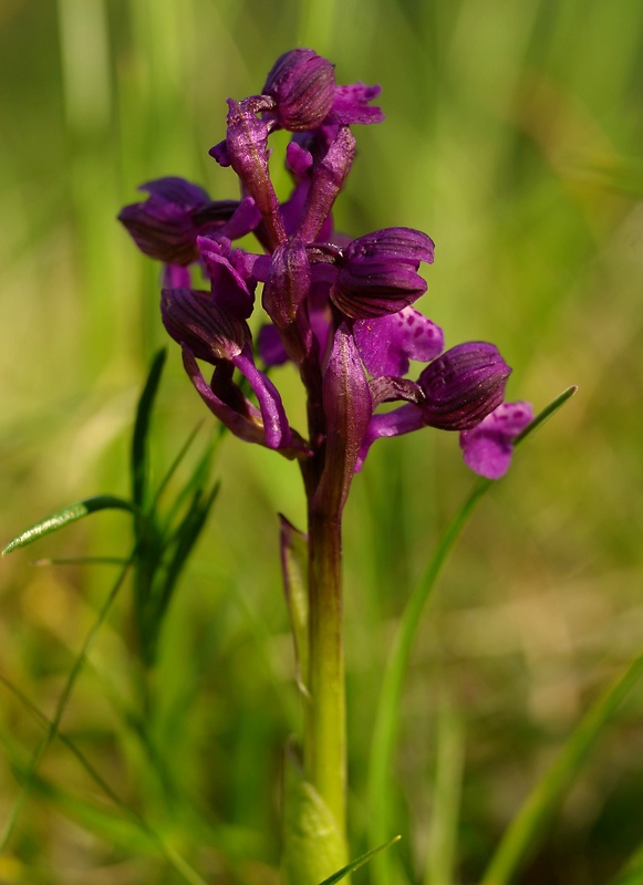 červenohlav obyčajný Anacamptis morio (L.) R. M. Bateman, A. M. Pringeon & M. W. Chase