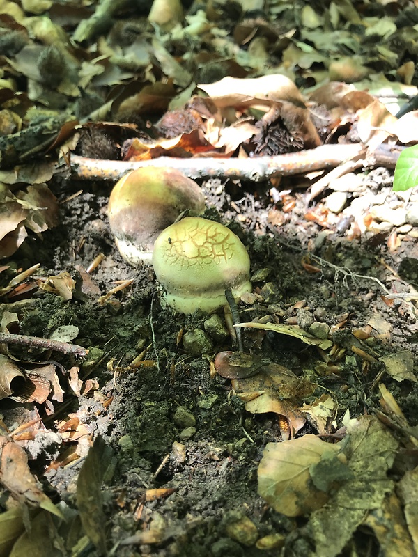 hríb sosnový Boletus pinophilus Pil. et Dermek in Pil.