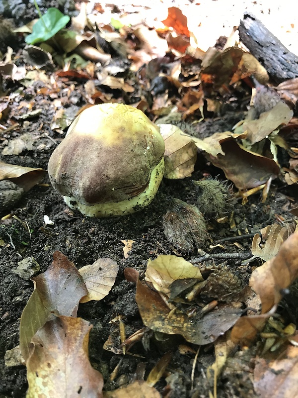 hríb sosnový Boletus pinophilus Pil. et Dermek in Pil.