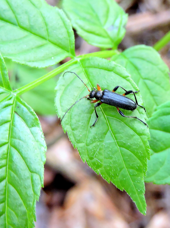 fuzáč Cortodera femorata