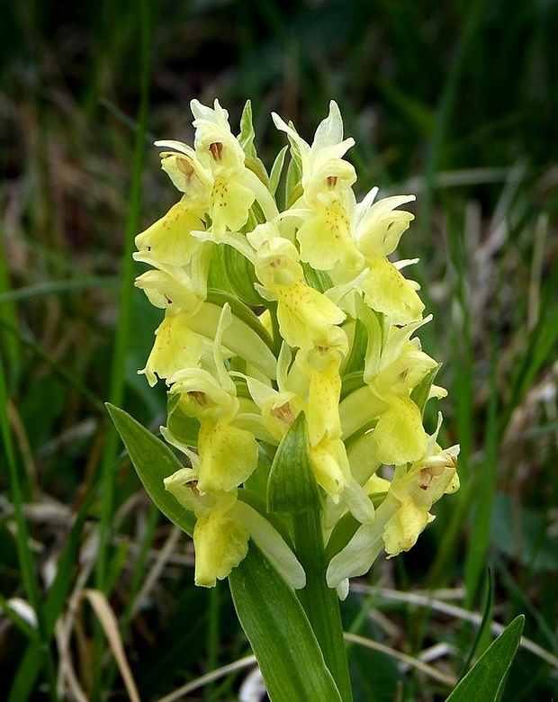 vstavačovec bazový Dactylorhiza sambucina (L.) Soó