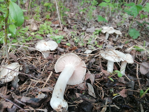 hodvábnica jarná Entoloma clypeatum (L.) P. Kumm.