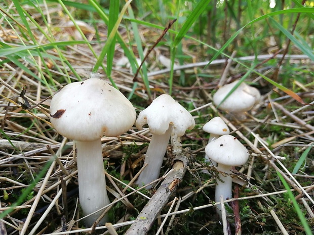 hodvábnica jarná Entoloma clypeatum (L.) P. Kumm.