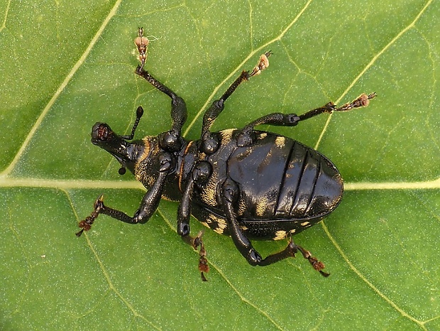 tvrdoň deväťsilový Liparus glabrirostris