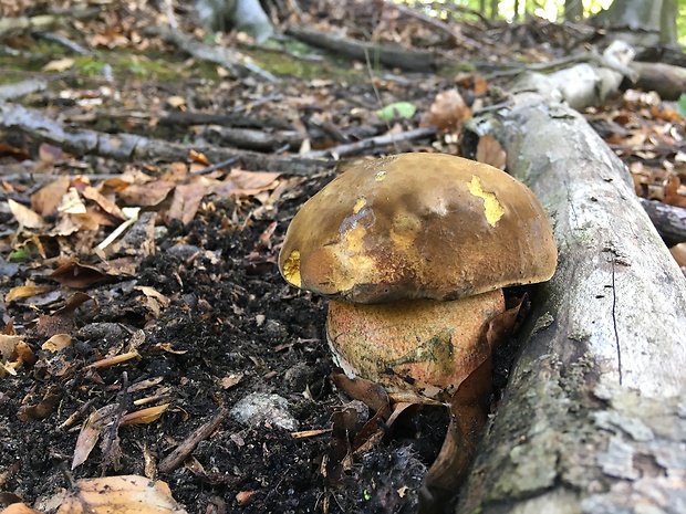 hríb zrnitohlúbikový Sutorius luridiformis (Rostk.) G. Wu & Zhu L. Yang