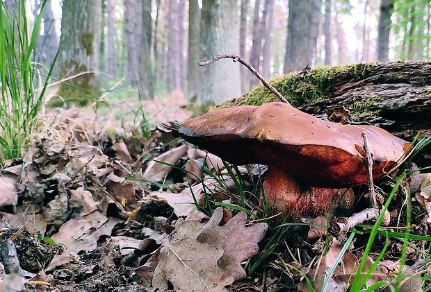 hríb zrnitohlúbikový Sutorius luridiformis (Rostk.) G. Wu & Zhu L. Yang