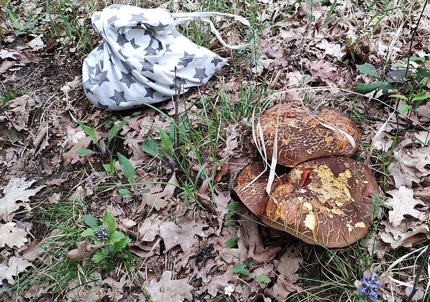 hríb zrnitohlúbikový Sutorius luridiformis (Rostk.) G. Wu & Zhu L. Yang