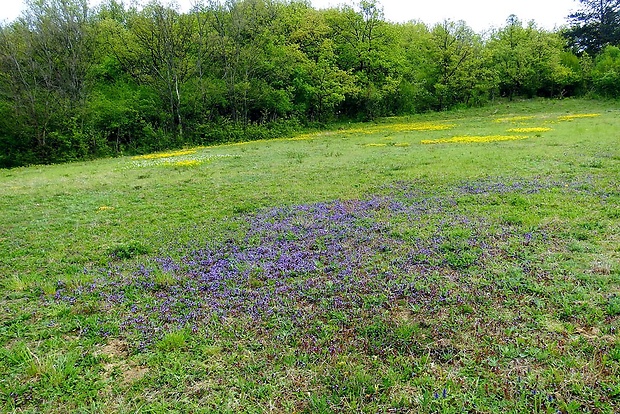 zádušník brečtanovitý - biotop Glechoma hederacea L.