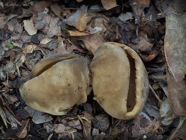 chriapač kalíškovitý Helvella acetabulum (L.) Quél.