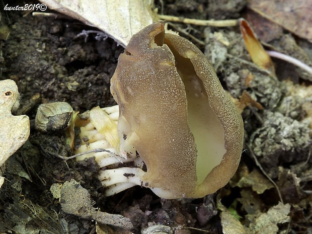 chriapač kalíškovitý Helvella acetabulum (L.) Quél.
