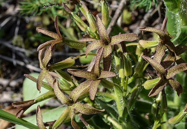 večernica smutná Hesperis tristis L.