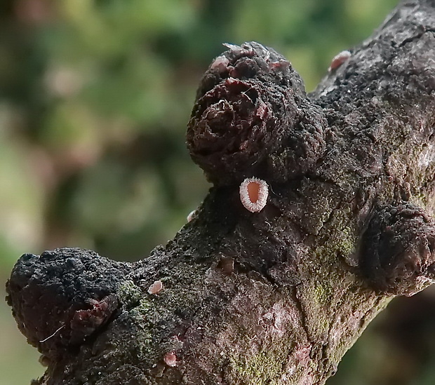 vlnuška Lachnellula sp.