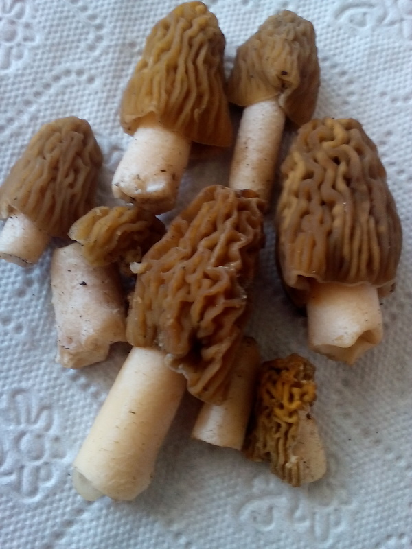 smrčok jedlý Morchella esculenta (L.) Pers.