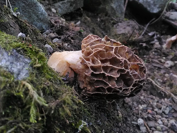 smrčok jedlý Morchella esculenta (L.) Pers.