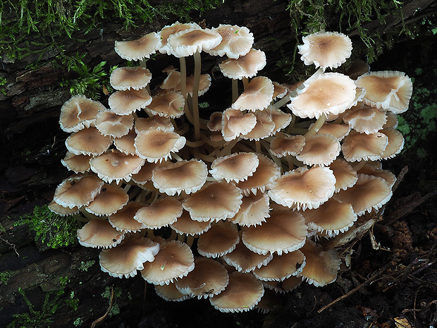 prilbička žltohlúbiková Mycena renati Quél.