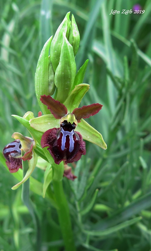 hmyzovník Ophrys sphegodes subsp. garganica (E. Nelson) P. Delforge