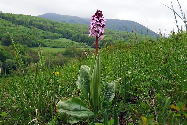 vstavač purpurový Orchis purpurea Huds.