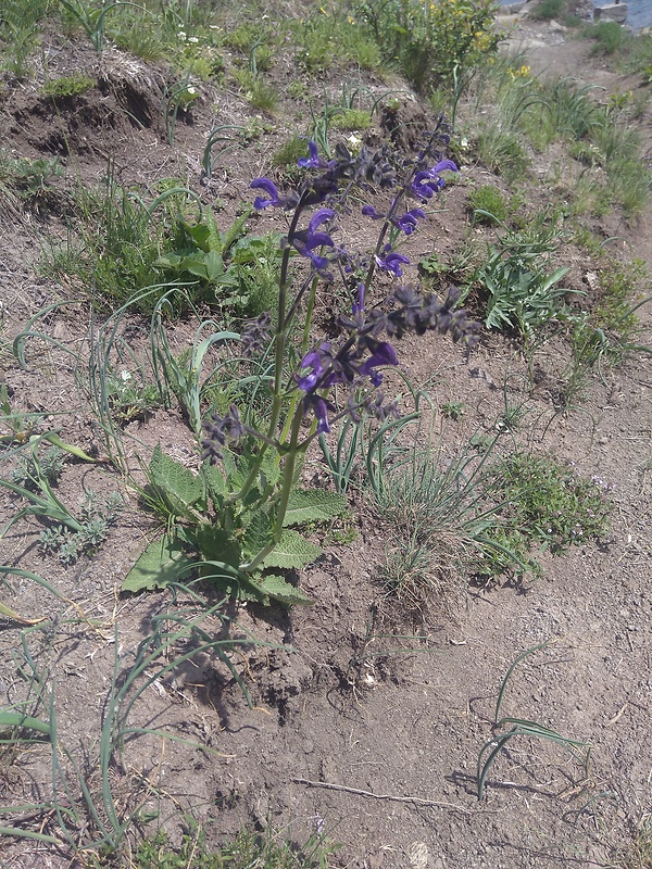 šalvia lúčna Salvia pratensis L.