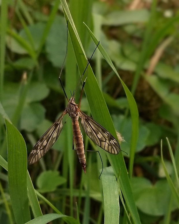 tipuľa Tipula nubeculosa