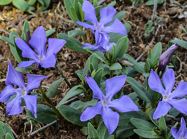 zimozeleň bylinná Vinca herbacea Waldst. et Kit.