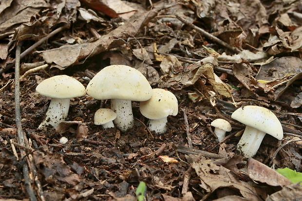 čírovnica májová Calocybe gambosa (Fr.) Donk