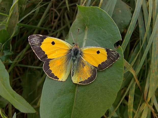 žltáčik vičencový Colias crocea