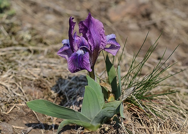 kosatec nízky Iris pumila L.