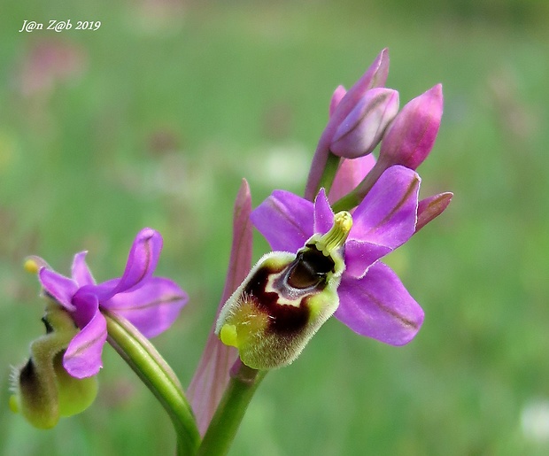 hmyzovník Ophrys tenthredinifera Willd.