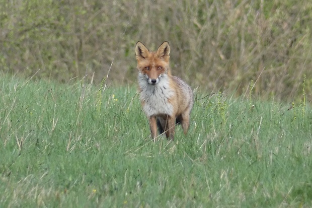 líška hrdzavá Vupes vulpes