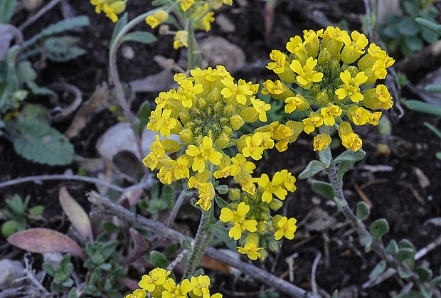 tarica kopcová pravá Alyssum montanum subsp. montanum L.