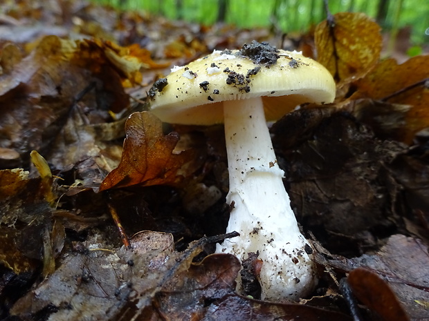 muchotrávka slamovožltá Amanita gemmata (Fr.) Bertill.