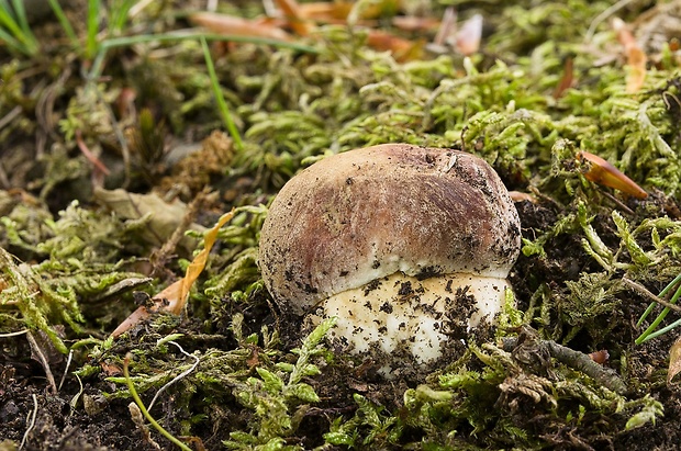 hríb sosnový Boletus pinophilus Pil. et Dermek in Pil.