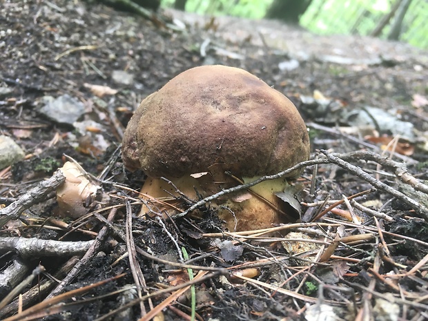 hríb sosnový Boletus pinophilus Pil. et Dermek in Pil.